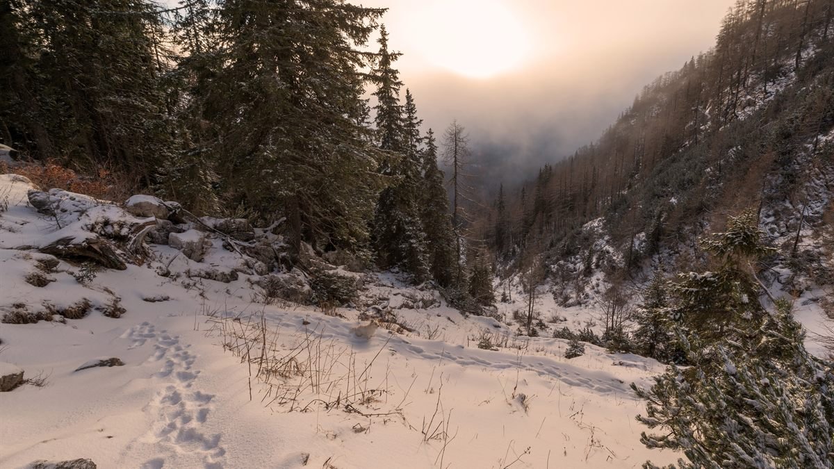 A quiet misty forest path at sunrise